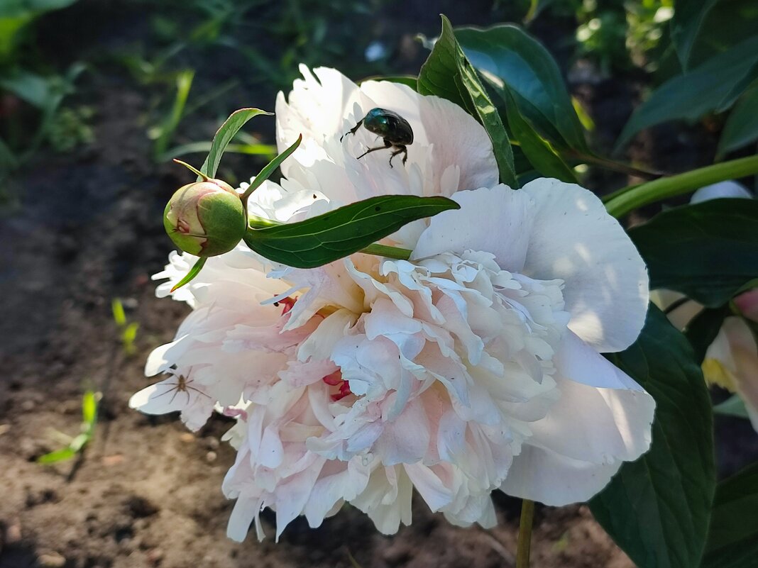 Пион - Валентина Богатко 