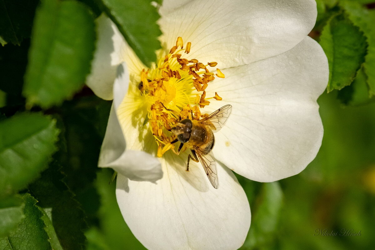 Цветок шиповника и журчалка... - Николай Гирш Цветок шиповника и журчалка... - Николай Гирш