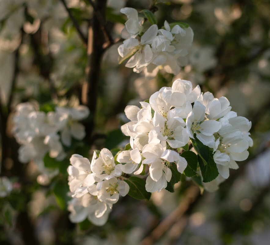 Яблоня цветёт - Павел Харлин Яблоня цветёт - Павел Харлин