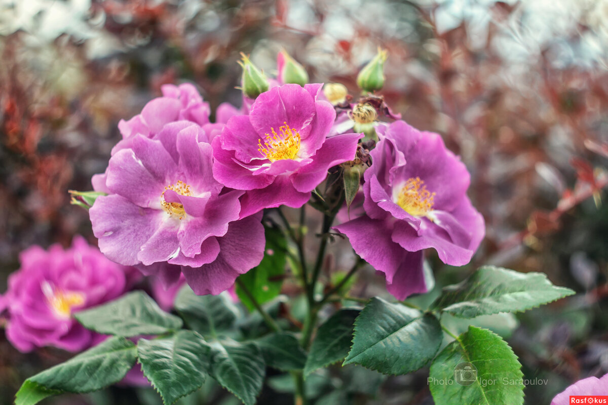 Рапсодия ин блю - Игорь Сарапулов