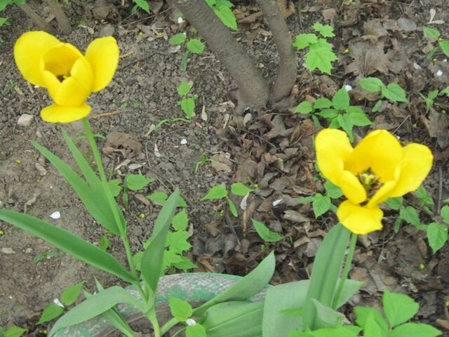 Жёлтые тюльпаны - Дмитрий Никитин Жёлтые тюльпаны - Дмитрий Никитин