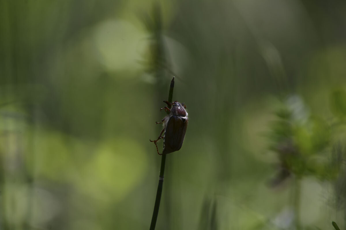 Уходит  май - Геннадий Супрун