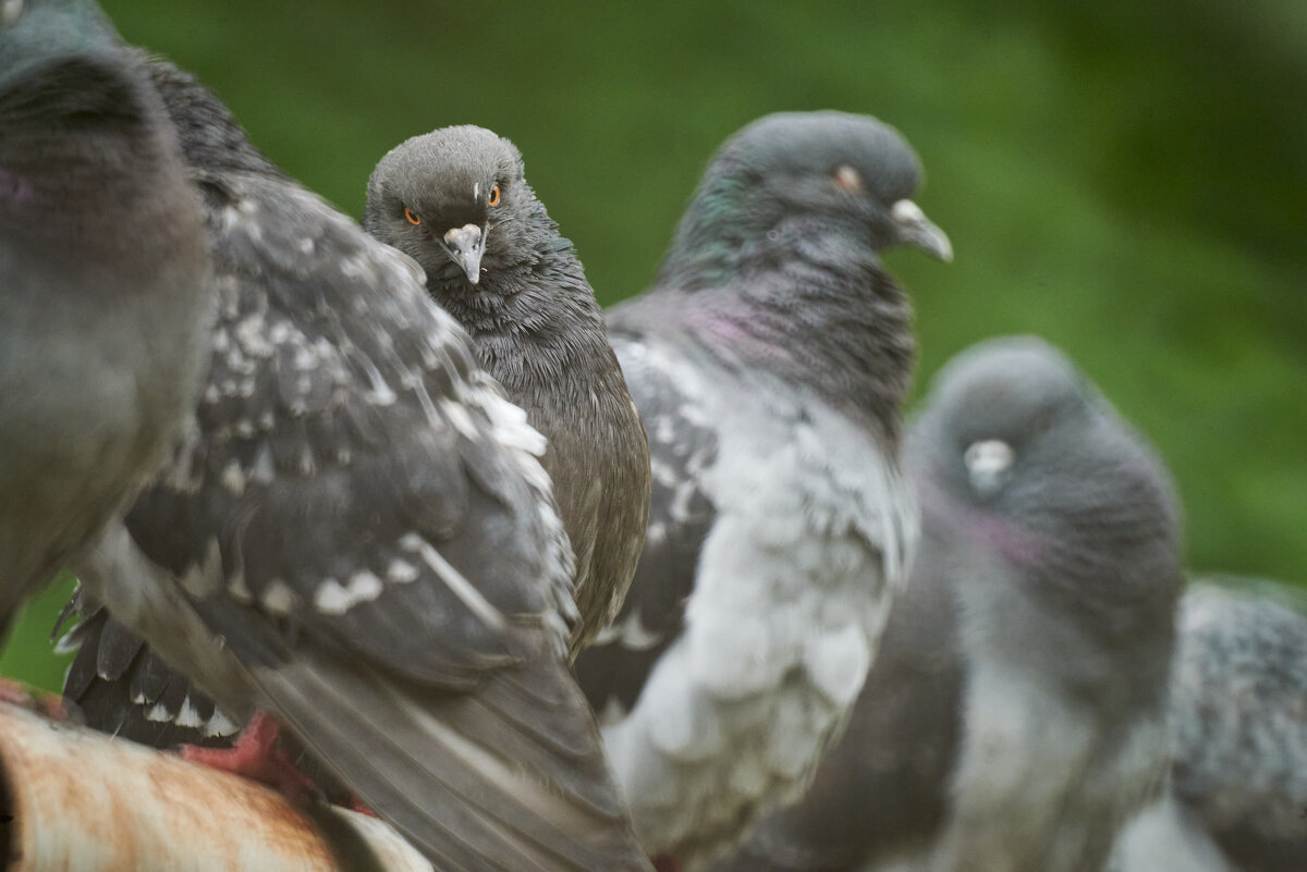 нежданчик - Александр Леонов