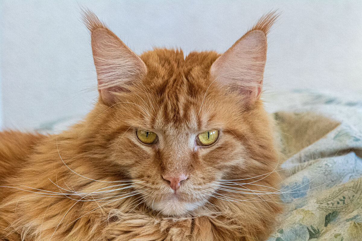 Мой юный рыжий Симба. - Евгений Голубев