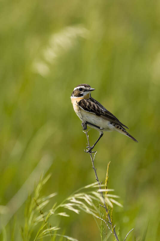 Чекан луговой - Валерий Черняк