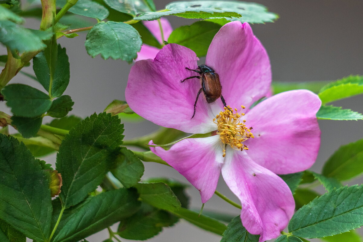 Июньский жук. - Анатолий. Chesnavik.