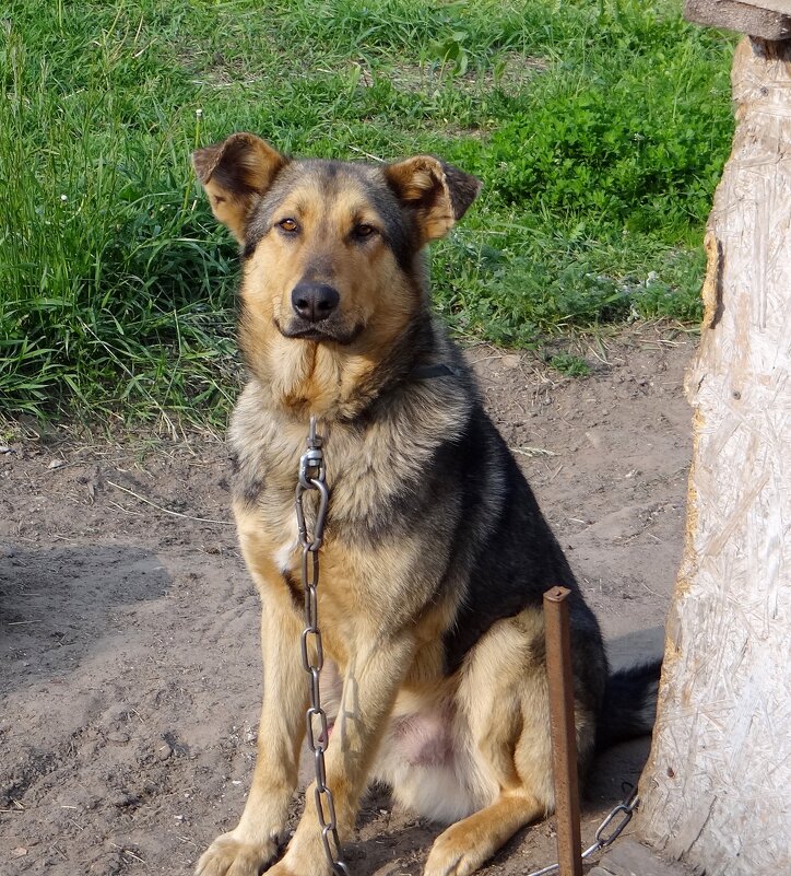 Джо - Антонина Гугаева