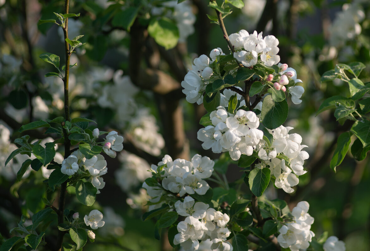 Яблони цвет - Павел Харлин Яблони цвет - Павел Харлин