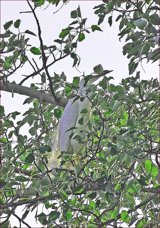 Спряталась от... фотографа! - Валентина  Нефёдова 
