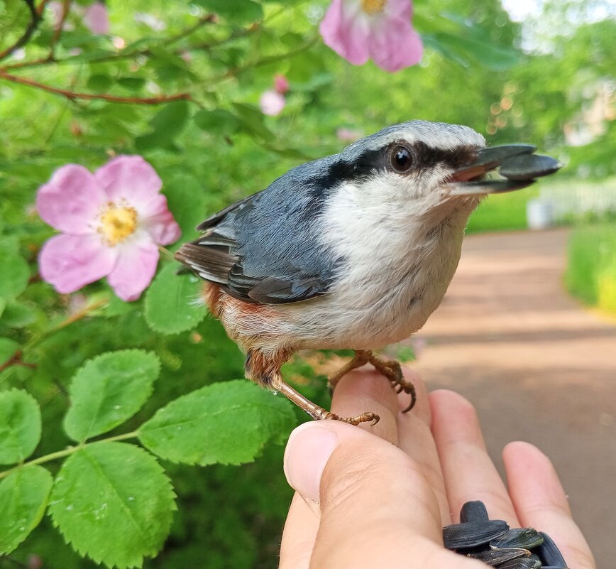 Поползень - Сапсан 
