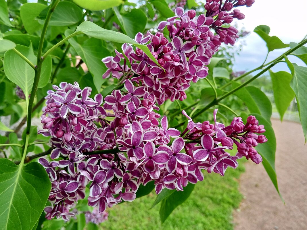 Сирень - Сапсан 