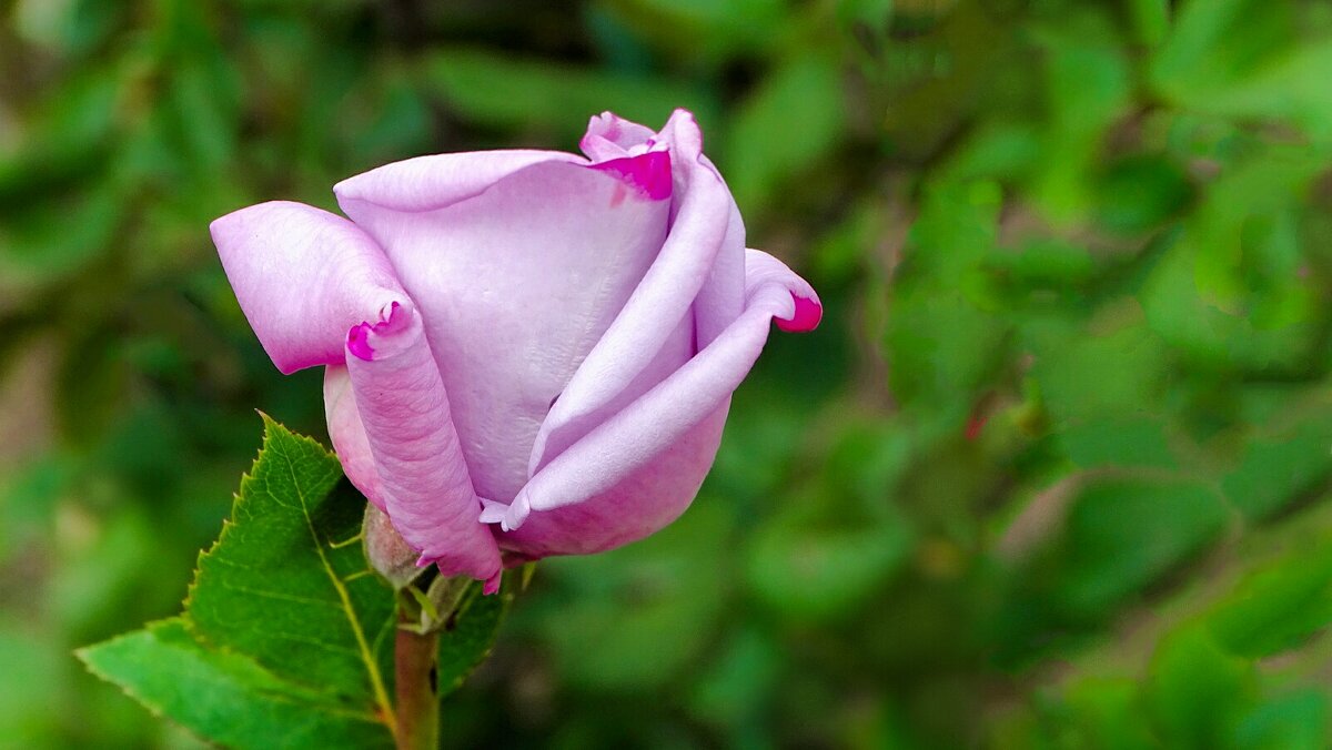 Городские цветы. - Милешкин Владимир Алексеевич 