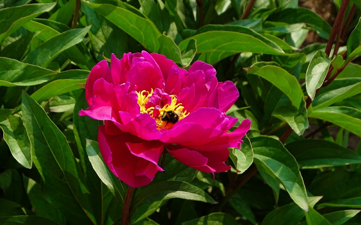 Городские цветы - Милешкин Владимир Алексеевич Городские цветы - Милешкин Владимир Алексеевич