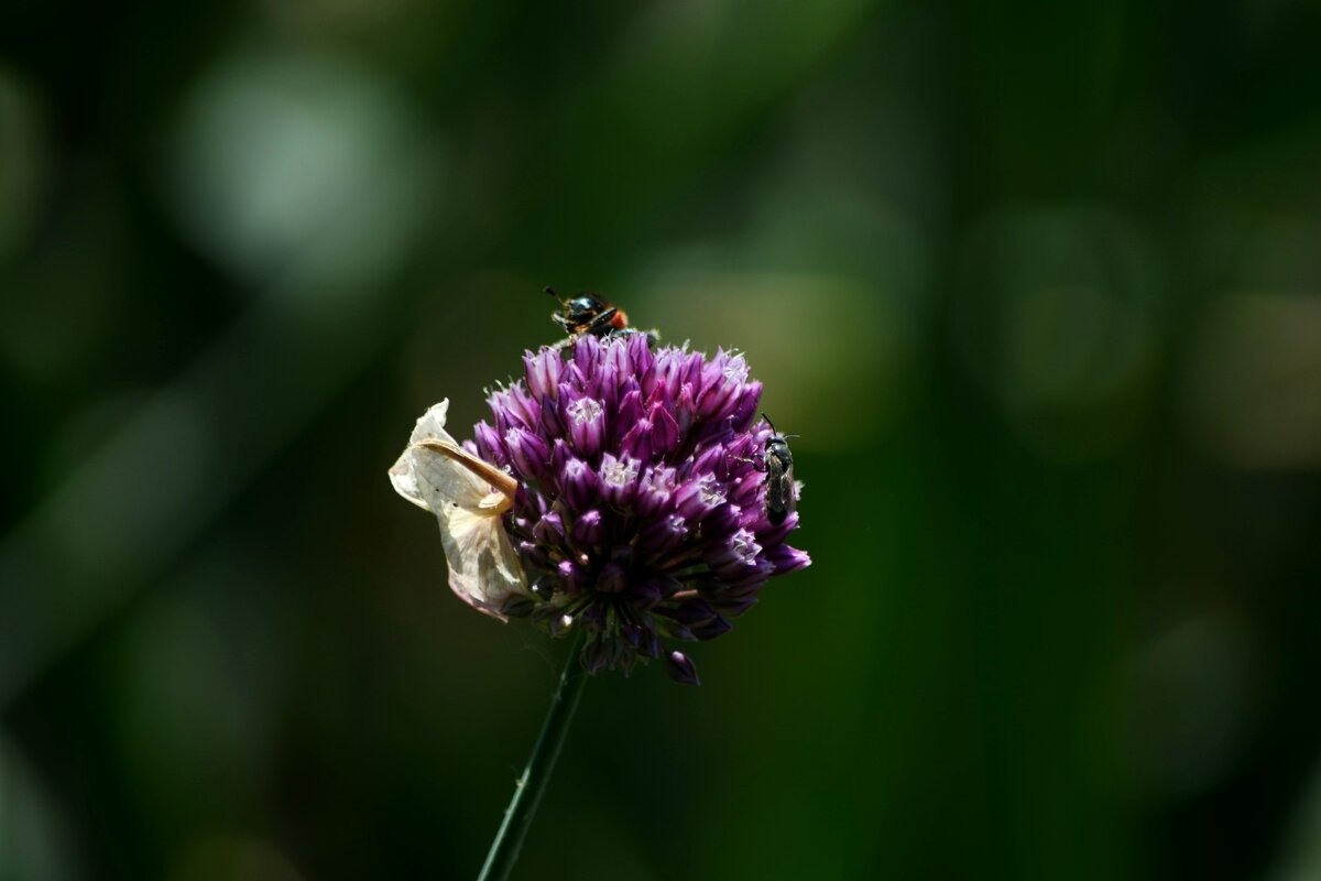 Лук - Татьяна Евдокимова