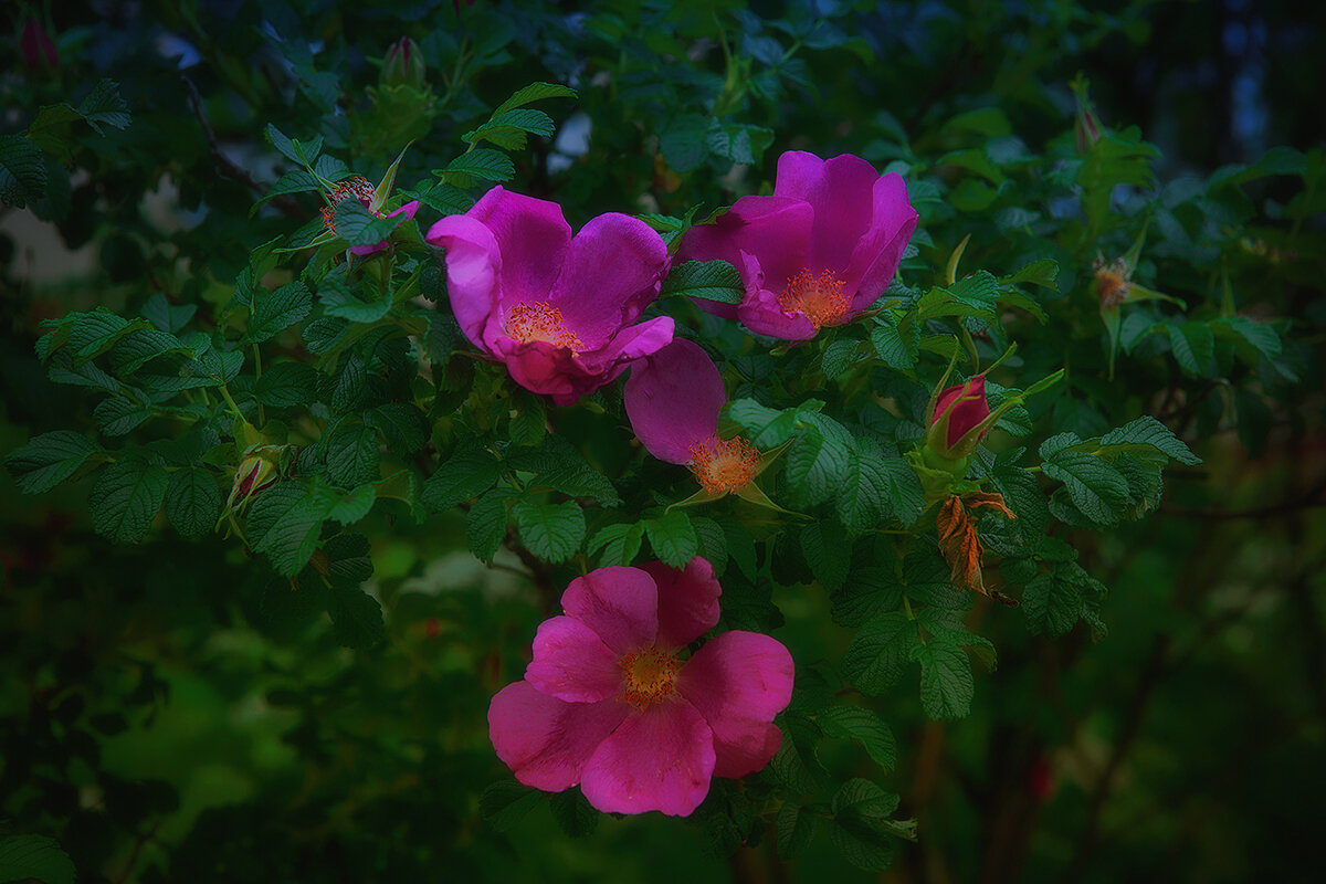 Цветение. - Николай Феофанов