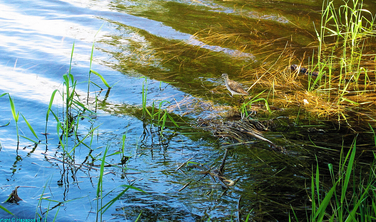 Июнь...Кулик у своего гнезда! - Владимир Июнь...Кулик у своего гнезда! - Владимир