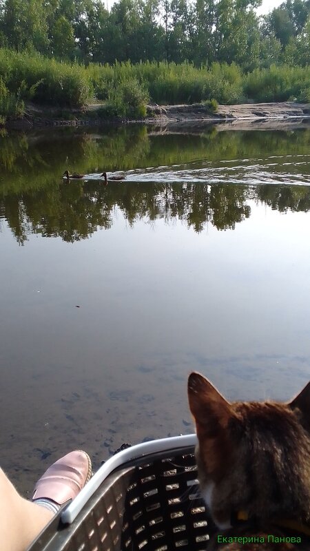 Прогулка - Екатерина Панова