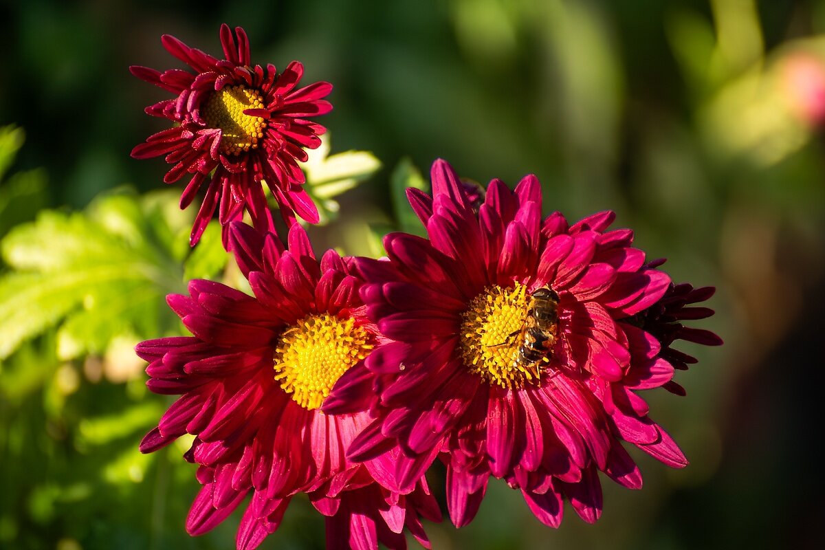 Хризантемы - Игорь Сикорский Хризантемы - Игорь Сикорский