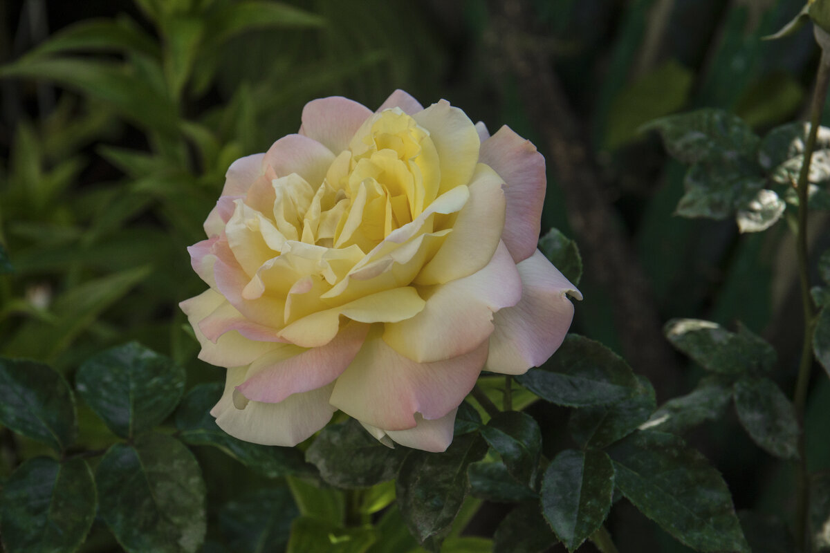 Глория    Дей - Валентин Семчишин