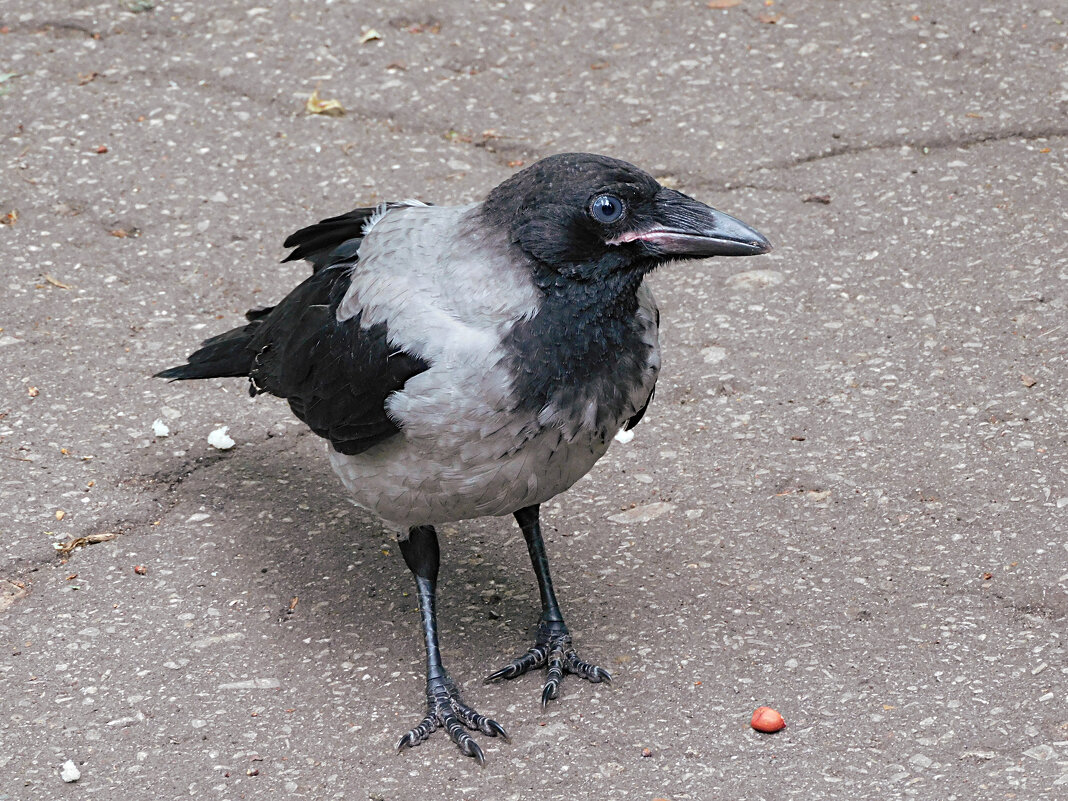 Юная ворона - Лина Юная ворона - Лина