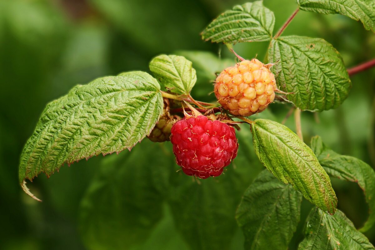Спеет малинка - Юрий. Шмаков Спеет малинка - Юрий. Шмаков