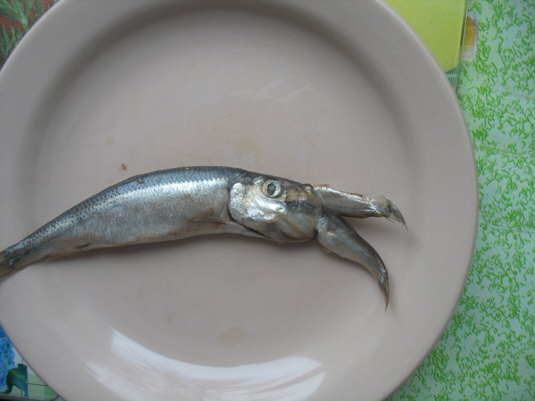 Килька - Андрей Л. В. Килька - Андрей Л. В.