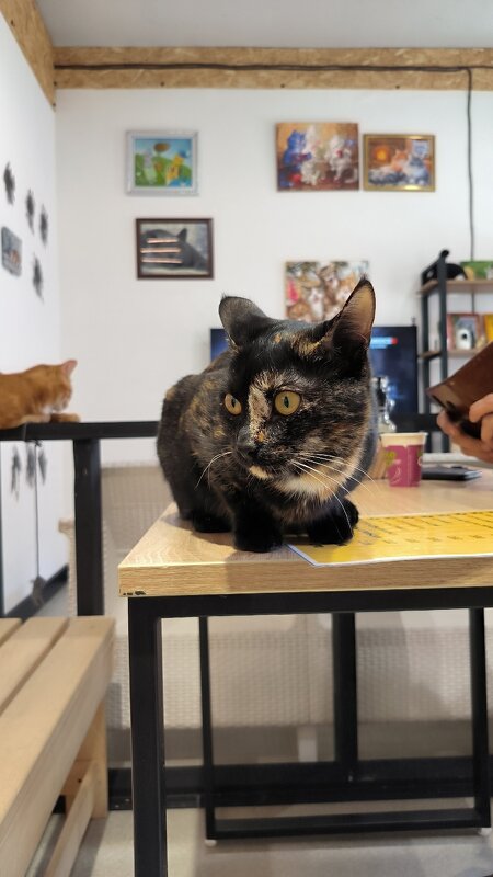 В котокафе. - Ольга 