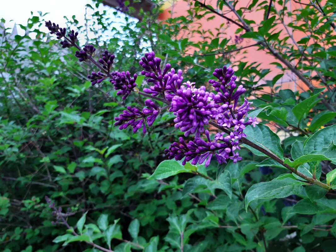 Вот и лето пришло - Галина Минчук Вот и лето пришло - Галина Минчук