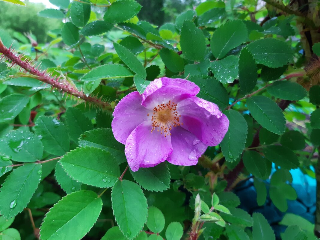 Вот и лето пришло - Галина Минчук