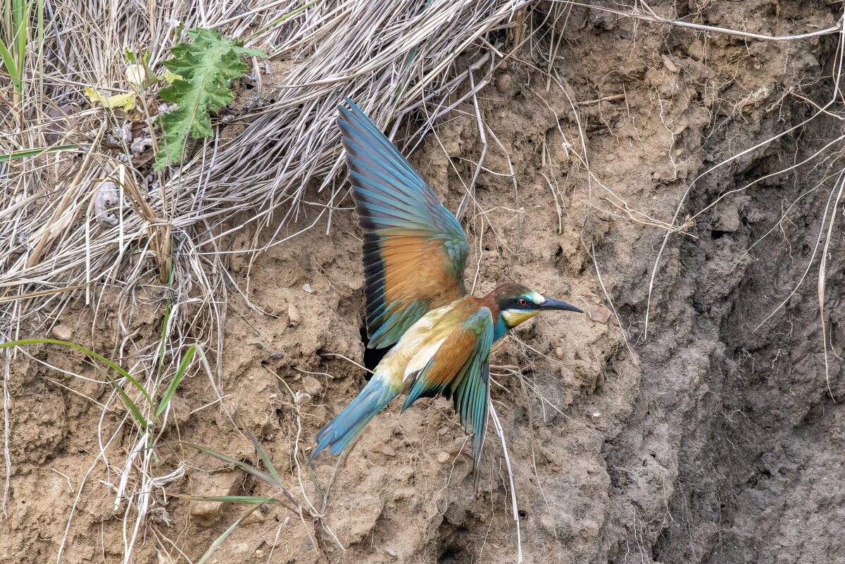 щурки - юрий макаров