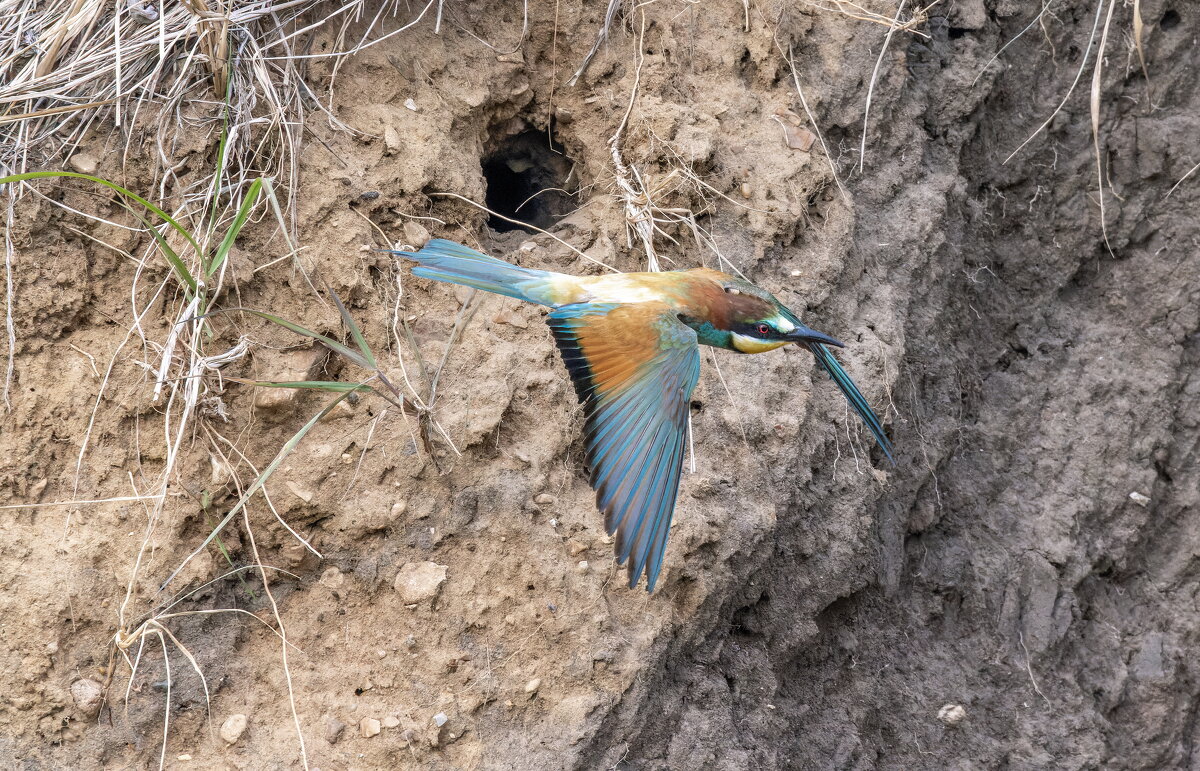 щурки - юрий макаров