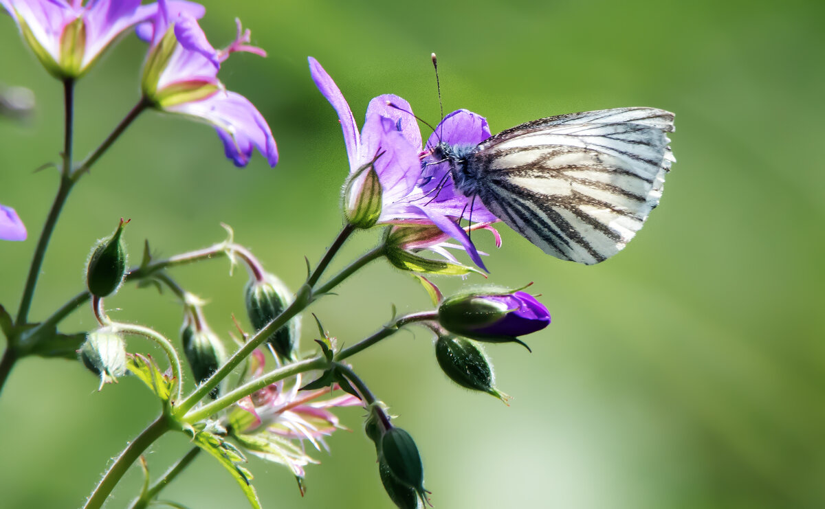 *** - Владимир Безбородов *** - Владимир Безбородов