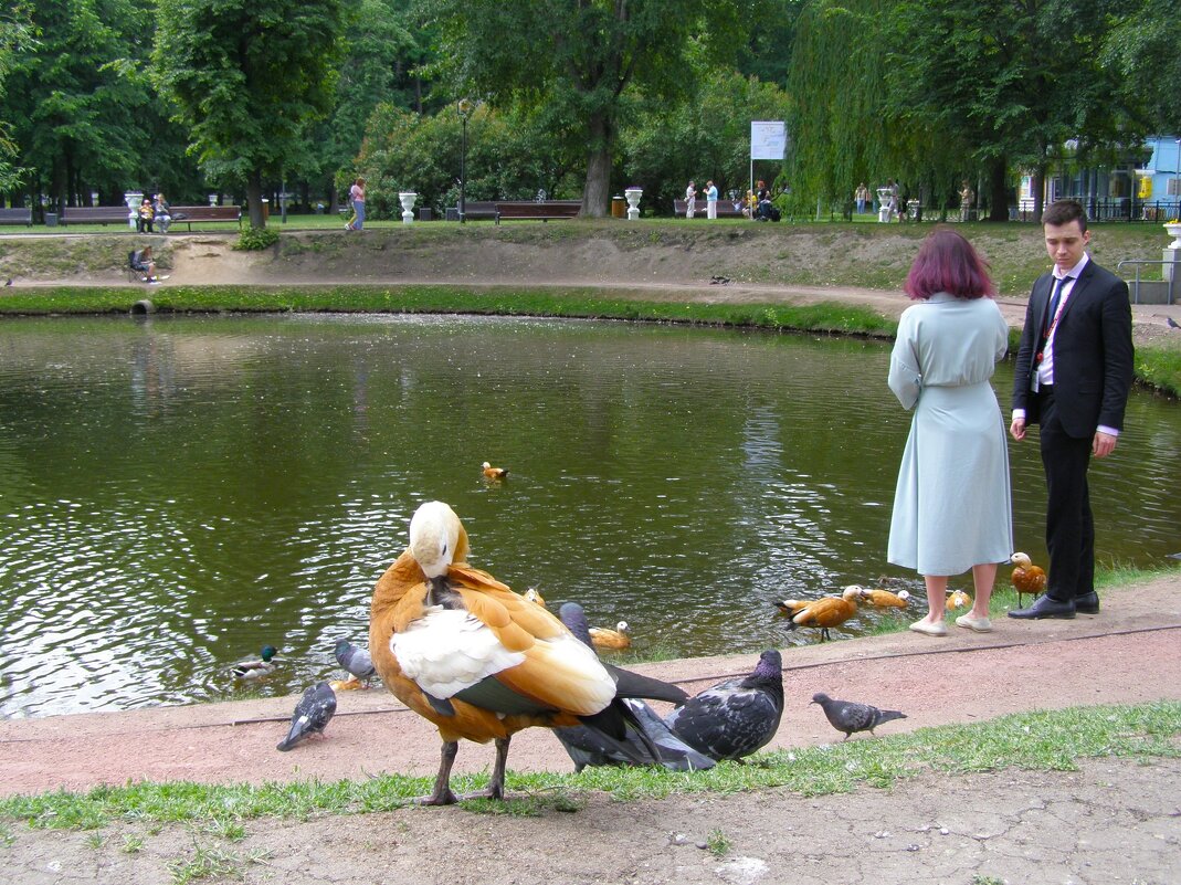 Огарь и парочка - Анна Воробьева