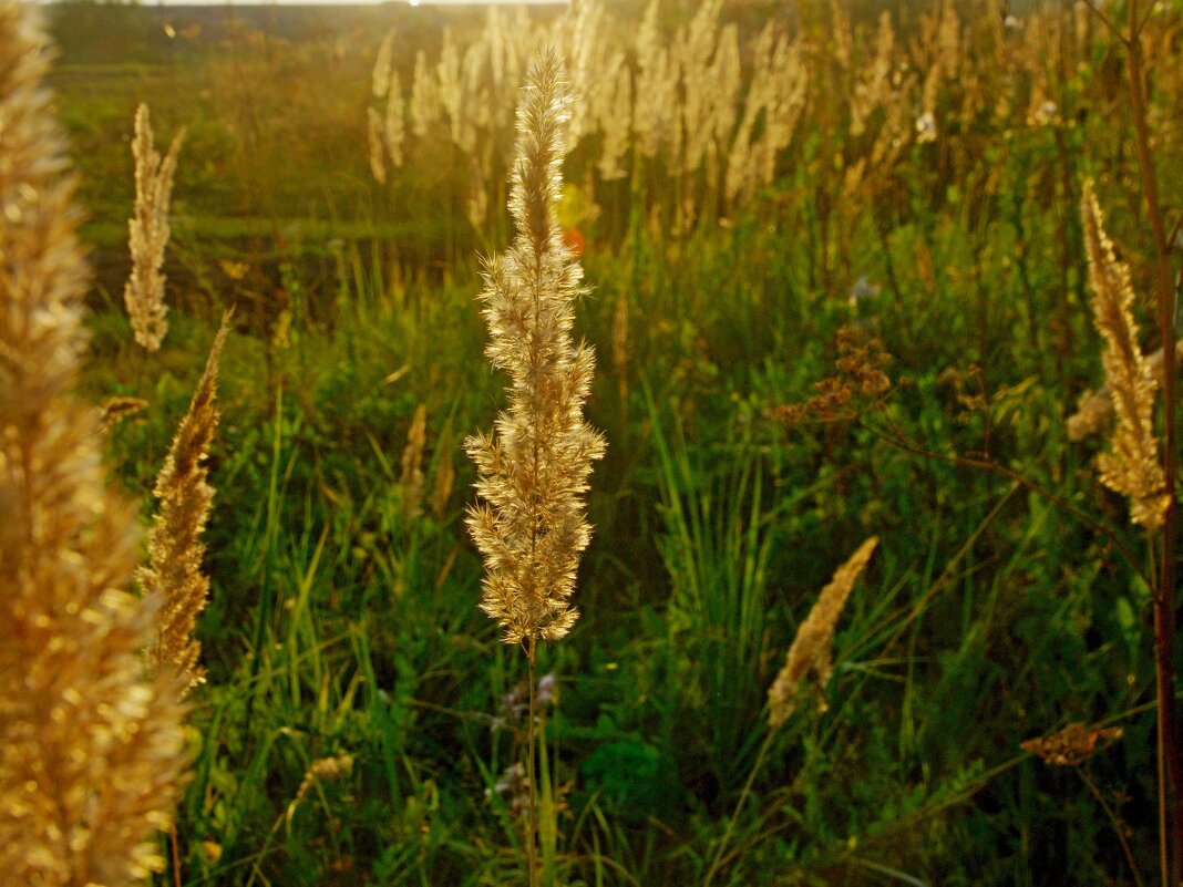 На закате - Сергей Швечков На закате - Сергей Швечков