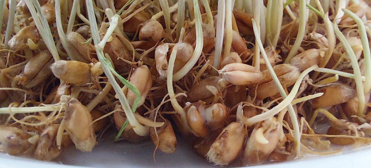 и это еда - ИРЭН@ . и это еда - ИРЭН@ .