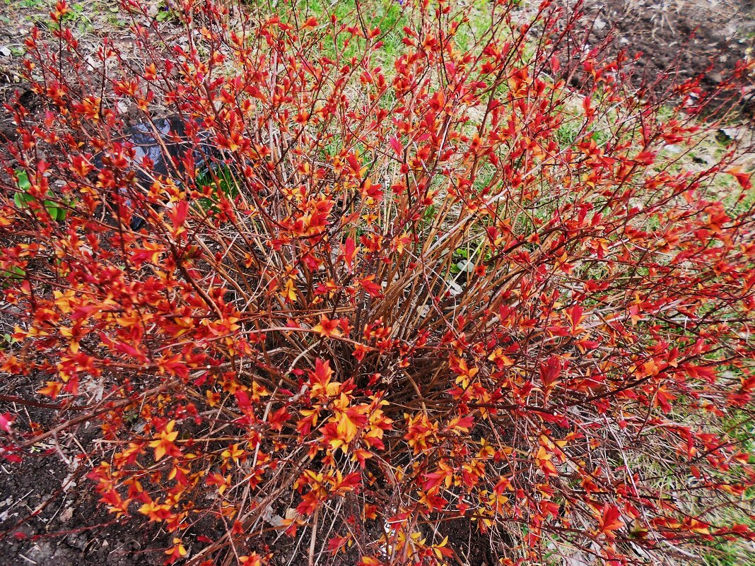 краски апреля - Елена Шаламова краски апреля - Елена Шаламова