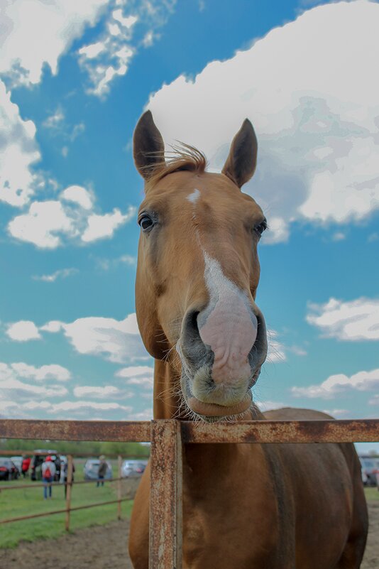 ----- - Мария Реброва