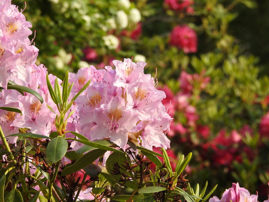 цветы в моём саду - ИННА ПОРОХОВА цветы в моём саду - ИННА ПОРОХОВА