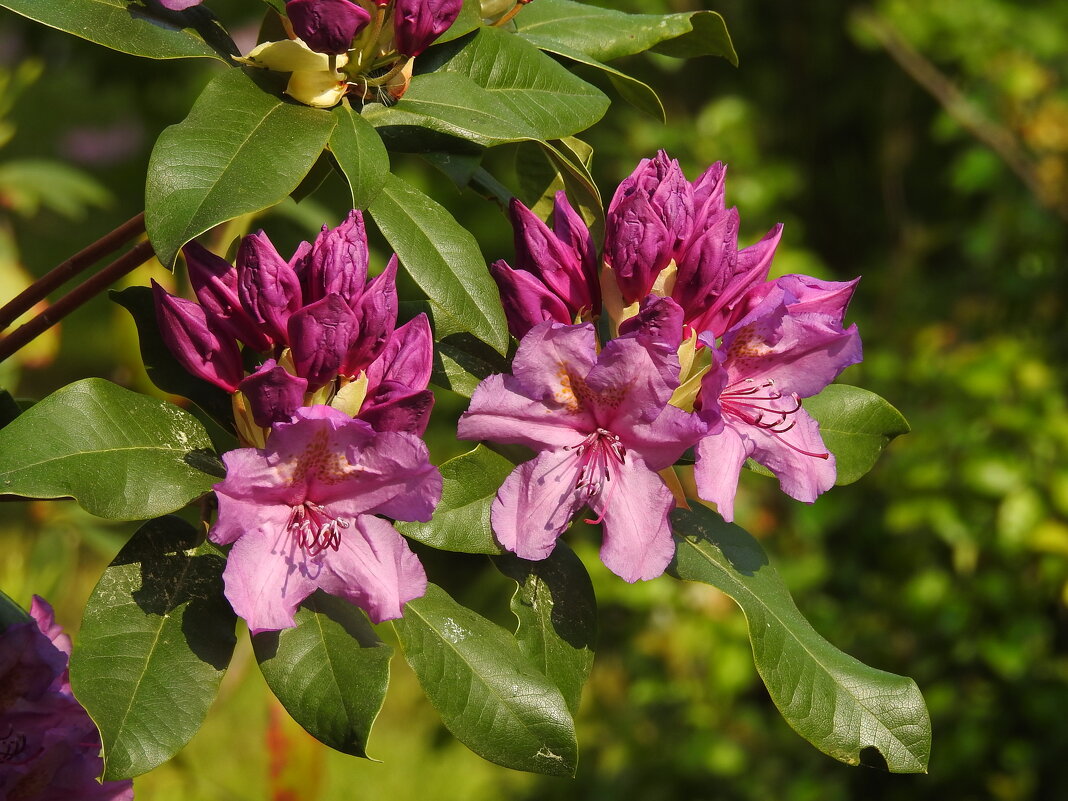 цветы в моём саду - ИННА ПОРОХОВА цветы в моём саду - ИННА ПОРОХОВА