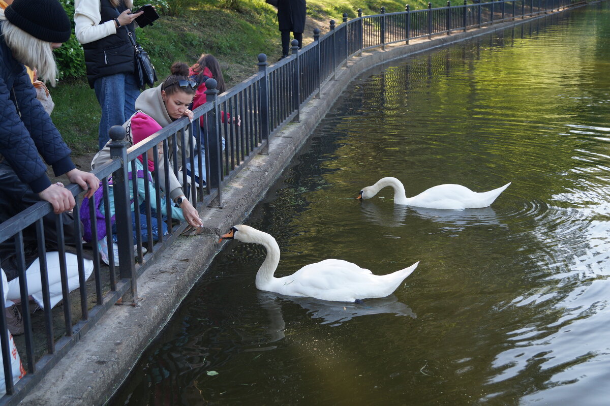 Лебеди в парке - Anna-Sabina Anna-Sabina