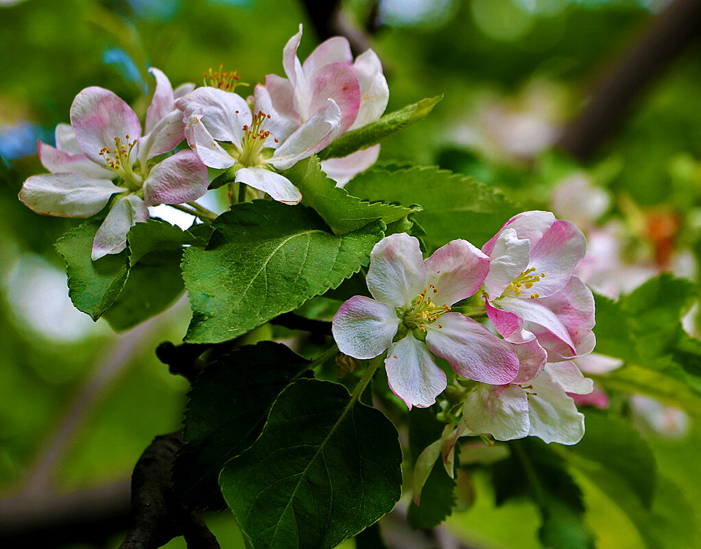 *** - Светлана *** - Светлана