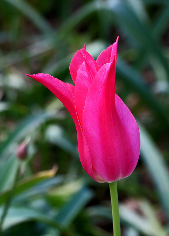 Тюльпаны Аптекарского - Светлана Тюльпаны Аптекарского - Светлана