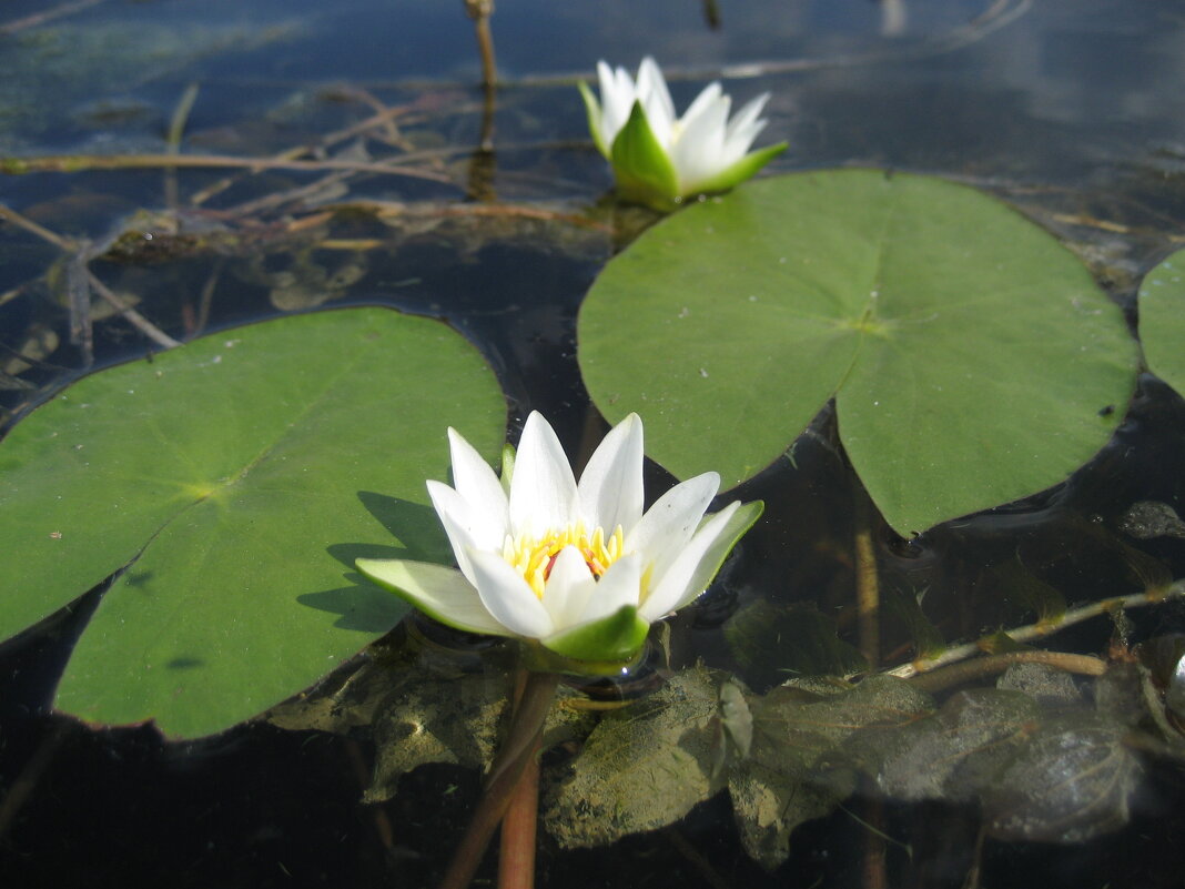 Кувшинка четырёхгранная - Anna Ivanova Кувшинка четырёхгранная - Anna Ivanova