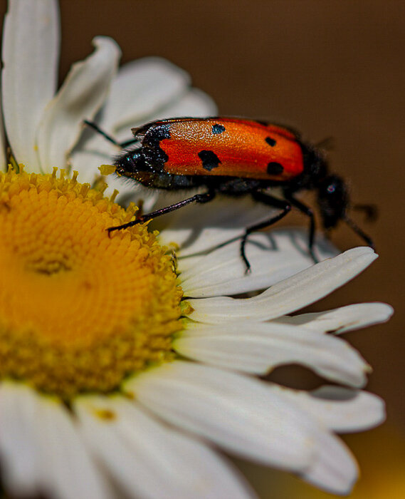 нарывник ядовитый - Светлана SvetNika17 нарывник ядовитый - Светлана SvetNika17