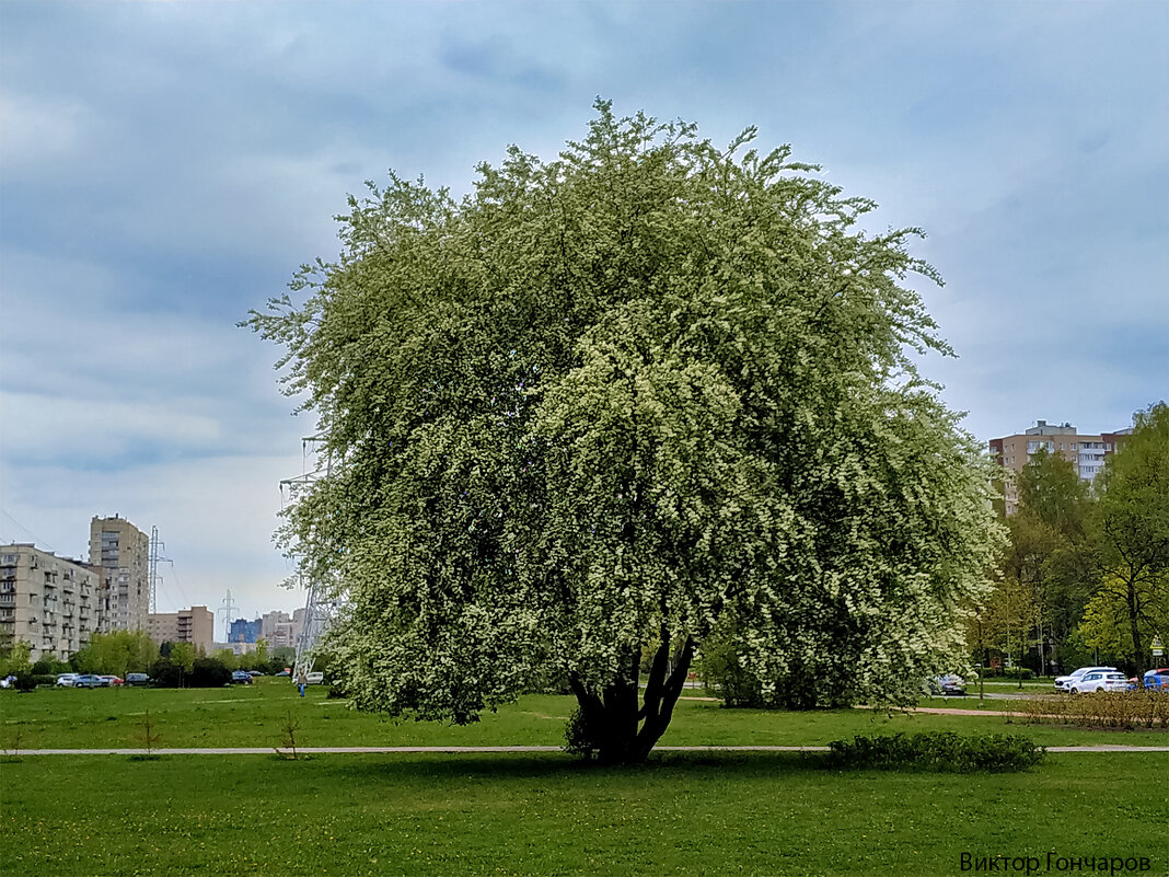 Черемуха - Laryan1 