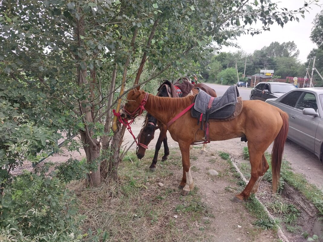 Talgar. - Murat Bukaev 