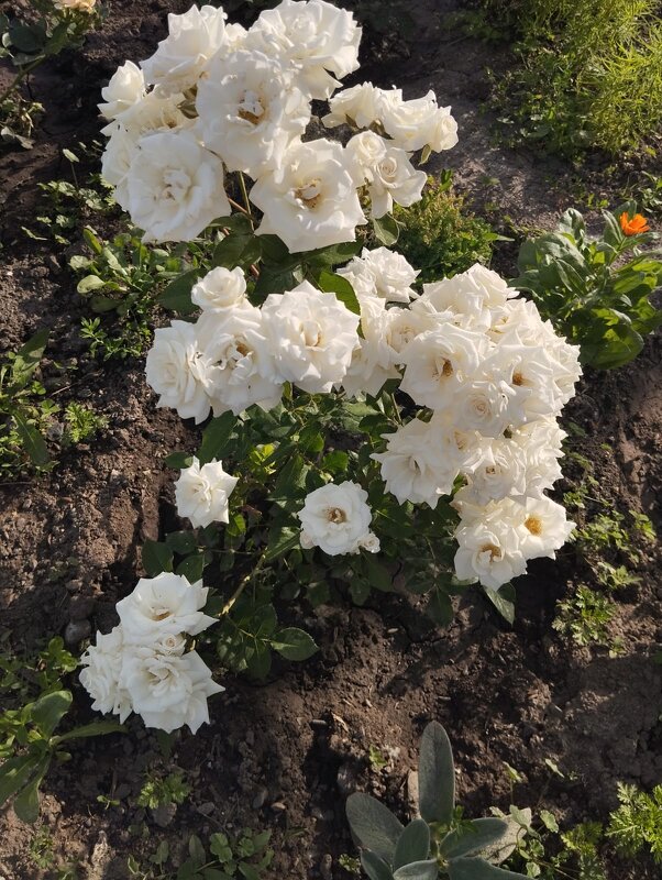 Talgar. - Murat Bukaev 