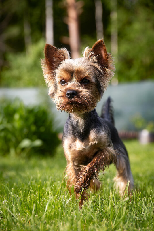 Тофик. - leff Postnov Тофик. - leff Postnov