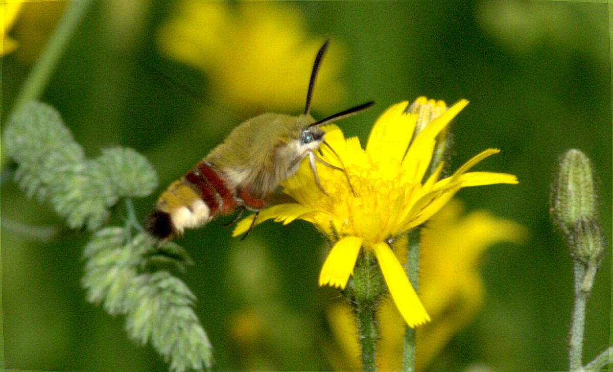 Бражник - Сергей Владимирович Егоров