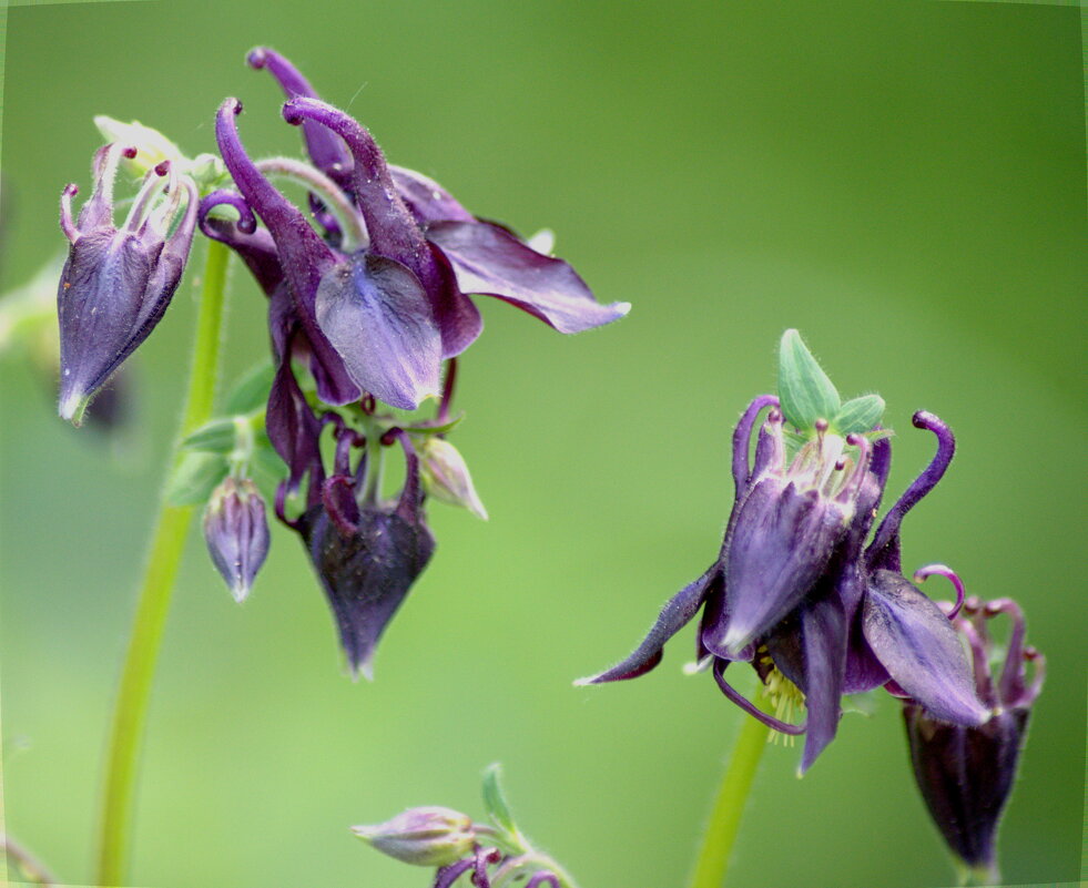 Аквилегия (водосбор) - Сергей Владимирович Егоров